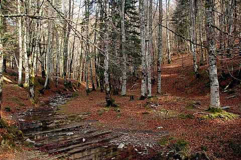 bilde av skog, skog, natur, furutrær, insekt, furu, trær, gresshoppe, stamme, sopp, bank, høst, himmel, planter, parkere, landskap, tre, sti, fjell, bambus, blader, utendørs, scenics, blad, ingen folk, gangsti, trestamme, fargebilde, dag, land, anlegg, ro, skjønnhet i naturen, vekst, rolig scene, ikke-urbane scene, naturskjønnhet - natur, miljø, endring, 5K, CC0, offentlig domene, opphavsrett gratis