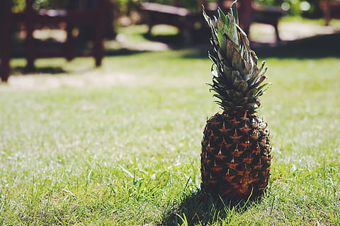 ananas, regulă, fotografii treime, regula de treimi, fotografie, natură, fruct, iarbă, Culoarea verde, în aer liber, alimente, prospeţime, vară, să se concentreze asupra primelor elemente, nici o persoana, zi, plantă, creştere, con de brad, camp, a închide, lumina soarelui, teren, fruct tropical, mâncat sănătos, frumusețe în natură, mancare si bautura, 1080P, CC0, domeniu public, fără drepturi de autor