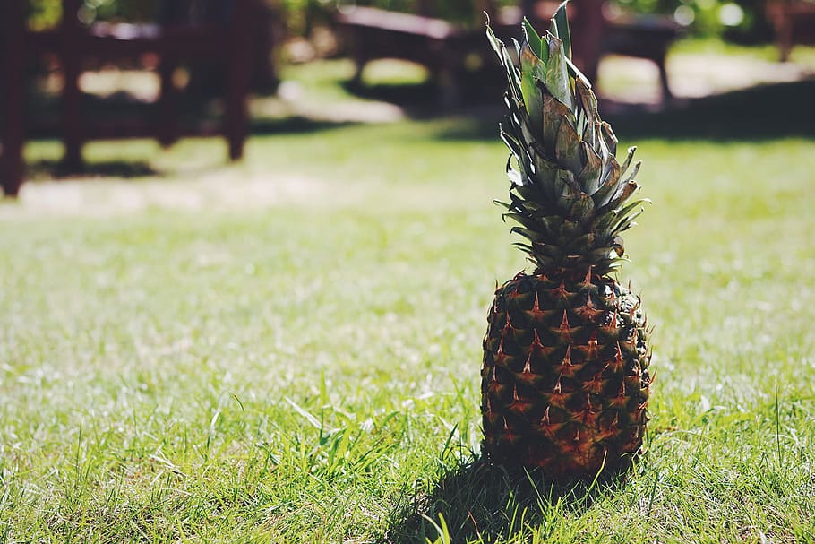 pinya, regla, fotografia de tercers, regla de terços, fotografia, naturalesa, fruita, herba, color verd, a l'aire lliure, menjar, frescor, estiu, centrar-se en primer pla, cap gent, dia, planta, creixement, pinya de pi, camp, primer pla, llum solar, terra, fruita tropical, alimentació saludable, bellesa a la natura, menjar i beguda, 1080P