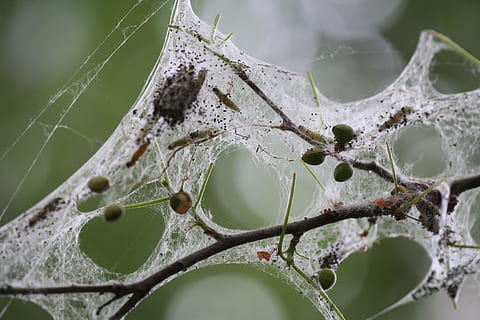 Spinne, Netzwerk, Netz, Natur, Leben, Spinnennest, Insekt, Pflanze, Garten, Tier, Nahansicht, keine Leute, Fokus auf den Vordergrund, Spinnennetz, Zerbrechlichkeit, Pflanzenteil, Schönheit in der Natur, Blatt, Tag, selektiver Fokus, draußen, Baum, Verletzlichkeit, Tierthemen, Ast, Umgebung, 2K, CC0, gemeinfrei, lizenzfrei
