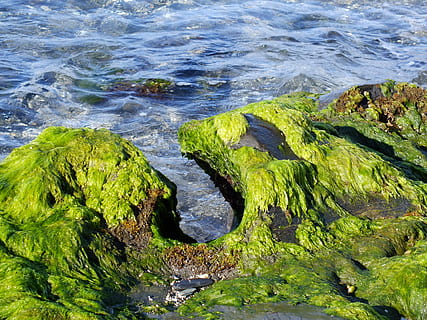 hav, strand, strand, erosion, alger, hav, strand, erosion, et dyr, vand, ingen mennesker, dyr i naturen, alligator, dyreliv, klippe, solid, skønhed i naturen, rock-objekt, høj vinkel visning, bevægelse, natur, dag, jord, grøn farve, scenics - natur, ro, bølge, plante, udendørs, flydende vand, klippekyst, flyder, 4K, CC0, offentligt domæne, royaltyfrie