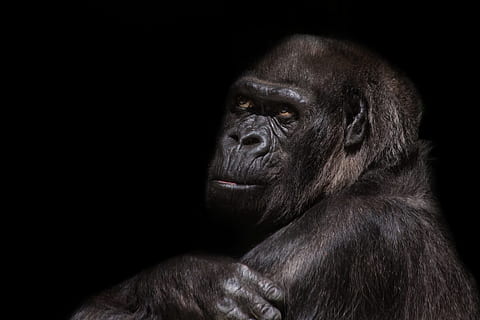 musta, gorilla-valokuvaus, tausta, gorilla, silverback, apina, vaikuttava, hallitseva, eläin, hopeanharmaa, nisäkäs, suuri, turkis, johtaja, ajattelu, näkymä, kädellinen, eläinten maailma, pää, musta tausta, yksi eläin, eläinten villieläimet, muotokuva, studio ammuttu, vankeudessa, ei ihmisiä, lähikuva, selkärankainen, uhanalaiset lajit, eläimiä, eläimen kehon osa, tumma, miettiminen, 4K, CC0, public domain, rojaltivapaa