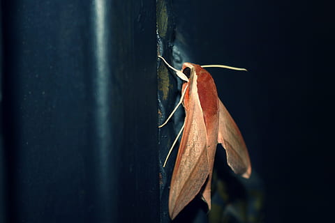 fluture, frumos, model, a închide, nici o persoana, un animal, animale sălbatice, animal, animale tematice, animale în sălbăticie, zi, natură, să se concentreze asupra primelor elemente, nevertebrat, selectiv, partea corpului animalului, insectă, frunze, în aer liber, fragilitate, parte a plantelor, vulnerabilitate, frumusețe în natură, Fundal negru, 4K, CC0, domeniu public, fără drepturi de autor