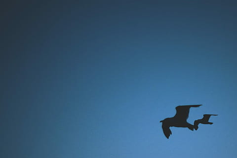 to, krone, flying, blå, himmel, blå himmel, fly, luftfartøy, luft, transport, kommersielt fly, kopiere plass, dyre temaer, dyr, dyr i naturen, virveldyr, dyreliv, fugl, lav vinkel visning, klar himmel, ett dyr, spre vinger, ingen folk, silhouette, i lufta, natur, utendørs, dag, 1080P, CC0, offentlig domene, opphavsrett gratis