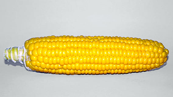 mais giallo, Egitto, macro, studio, angolo, cibo, mozzicone, vicino, fresco, giardino, giallo, naturale, biologico, tacchino, Mais, girato in studio, pannocchia, avvicinamento, nessuno, verdura, sfondo bianco, mangiare sano, cibo e bevande, benessere, in casa, singolo oggetto, mais dolce, freschezza, sfondo grigio, grigio, cibo crudo, maturo, cibo vegetariano, 4K, CC0, dominio pubblico, privo di copyright
