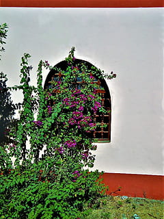 finestra, oleandro, Egitto, pianta, crescita, pianta fiorita, architettura, fiore, struttura costruita, natura, nessuno, esterno dell'edificio, costruzione, all'aperto, giorno, bellezza nella natura, arco, multicolore, albero, freschezza, colore rosa, vulnerabilità, Casa, viola, 1080P, CC0, dominio pubblico, privo di copyright