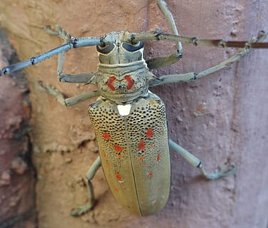 tentacoli, insetto, natura, piccolo, antenne, selvaggio, torace, entomologia, all'aperto, vita, invertebrato, nessuno, sospeso, giorno, avvicinamento, metallo, caratteristica della parete, vecchio, concentrarsi sulle conoscenze acquisite, protezione, sicurezza, messa a fuoco selettiva, arte e artigianato, intemperie, filo, parete, struttura costruita, architettura, 1080P, CC0, dominio pubblico, privo di copyright