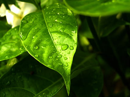 eau, gouttes, feuille, herbe, vert, rosée, herbe, vert, pluie, fermer, la vie, macro, plante, goutte de pluie, été, fraîcheur, isolé, humide, Prairie, condensation, gouttelette, liquide, brillant, cercle, Matin, goutte de rosée, petit, ornemental, flore, sphère, en bonne santé, climat, réflexion, croissance, Météo, en plein air, harmonie, la nature, environnement, bulle, pureté, couleur verte, laissez tomber, partie de la plante, beauté dans la nature, journée, se concentrer sur le premier plan, personne, Saison des pluies, 2K, CC0, domaine public, libre de droits