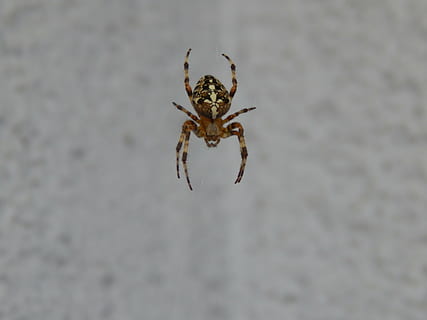 Spinne, Insekt, Spinnentier, Spinnennetz, Tierthemen, ein Tier, Tierwelt, Tier, Gliederfüßer, Tiere in freier Wildbahn, wirbellos, Nahansicht, Zoologie, Tierbein, draußen, Tag, keine Leute, selektiver Fokus, springende Spinne, Tierkörperteil, Natur, Marine, 4K, CC0, gemeinfrei, lizenzfrei