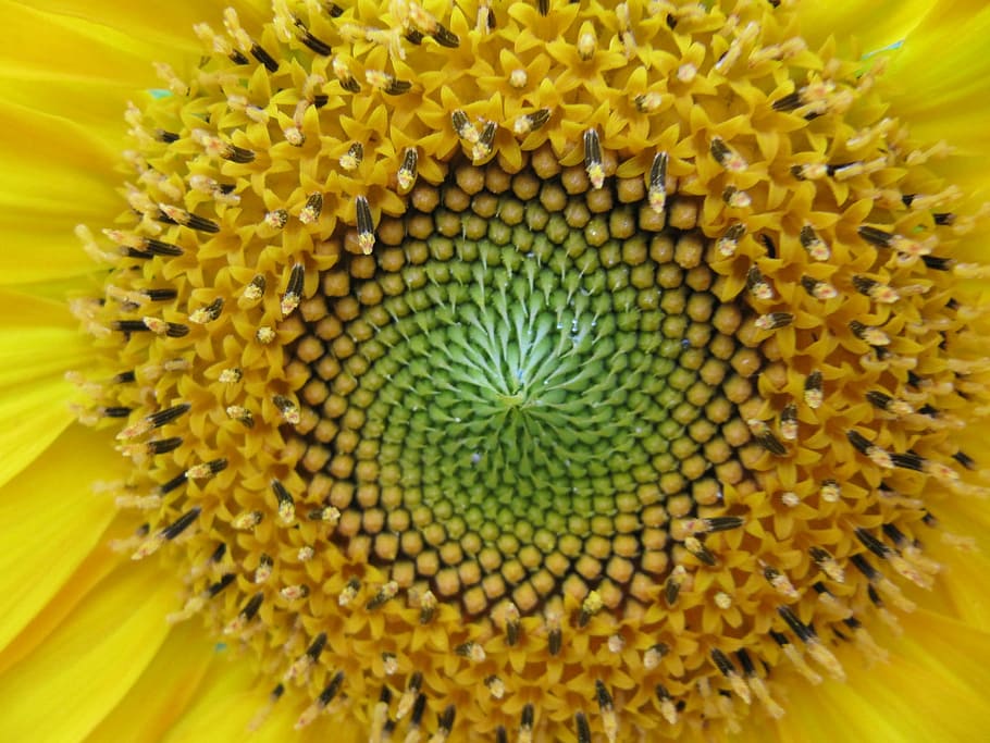 gira-sol, centre, flor, florir, planta, groc, macro, primer pla, florint, agricultura, jardí, llavors, fragilitat, bellesa a la natura, pètal, planta amb flors, cap de flor, inflorescència, vulnerabilitat, creixement, frescor, pol·len, naturalesa, marc complet, cap gent, fons, polinització, 1080P