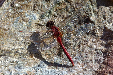 Libelle, Insekt, Fehler, Damselfly, rot, Anisoptera, transparent, Flügel, ein Tier, Tierthemen, Tiere in freier Wildbahn, Tierwelt, Nahansicht, keine Leute, Tier, wirbellos, Rock, Rock - Objekt, solide, Tag, Natur, Zoologie, draußen, Tierflügel, Gliederfüßer, 2K, CC0, gemeinfrei, lizenzfrei