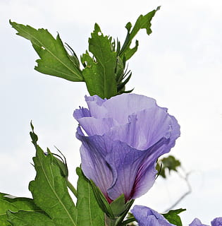 fotografia macro, roxa, Flor de hibisco, malva, Flor, céu, azul, Luz roxa, plantar, flor de malva-rosa, flora, natureza, jardim, céu azul, verão, parte da planta, folha, frescura, planta com flores, fechar-se, crescimento, cor verde, beleza na natureza, fragilidade, ninguém, pétala, vulnerabilidade, ao ar livre, comida e bebida, Comida, dia, cabeça de flor, 4K, CC0, domínio público, royalty free