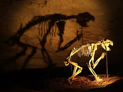 skeleton, dinosaurs, cave, animal, animal themes, bone, shadow, no people, indoors, full length, animal wildlife, one animal, mammal, nature, animal skeleton, architecture, animal body part, animal representation, fear, dark, taxidermy, extinct, animal skull, 2K, CC0, public domain, royalty free