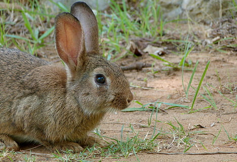 fotografie din fauna salbatica, maro, iepure, iepuras, animal, Paști, animal de companie, iepure de câmp, mamifer, urechi, drăguţ, cu blană, fermă, intern, sălbatic, luncă, agricultură, rural, rasă, țară, în aer liber, iepure - animal, iarbă, animale de companie, natură, mic, pufos, animale tematice, un animal, animale sălbatice, animale vertebrate, animale în sălbăticie, a închide, animale domestice, nici o persoana, plantă, teren, zi, camp, erbivor, ureche de animale, 2K, CC0, domeniu public, fără drepturi de autor
