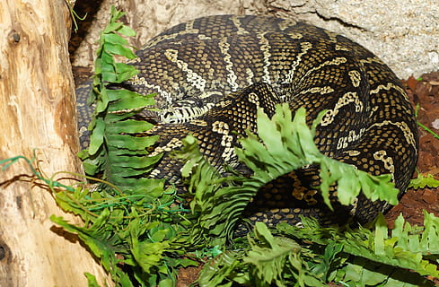 serp, tapís de pitó, constrictor, Austràlia, escala, naturalesa, animal salvatge, perillós, món animal, ull, tancar, patró, bonic, temes d'animals, animal, fauna animal, animals a la natura, un animal, rèptil, arbre, color verd, vertebrats, cap gent, dia, planta, primer pla, part de la planta, full, tronc de l'arbre, tronc, centrar-se en primer pla, a l'aire lliure, cap d’animals, escala d’animals, verinós, 2K, CC0, domini públic, lliure de regalies