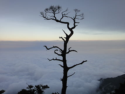 nubes, gigante, árbol, sam rainsy, árbol gigante, árbol desnudo, cielo, puesta de sol, al aire libre, silueta, nube - cielo, tranquilidad, paisajes - naturaleza, escena tranquila, planta, naturaleza, nadie, belleza en la naturaleza, rama, escena no urbana, planta muerta, el maletero, tronco de arbol, día, 2K, CC0, dominio público, libre de derechos