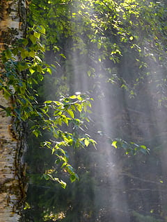 sol, biga, arbre, bosc, naturalesa, branques, raigs del sol, arbres, planta, a l'aire lliure, full, cap gent, part de la planta, creixement, llum solar, fulles, aigua, color verd, bellesa a la natura, dia, emoció positiva, direcció, aventura, associació - treball en equip, brillant, 720P, CC0, domini públic, lliure de regalies