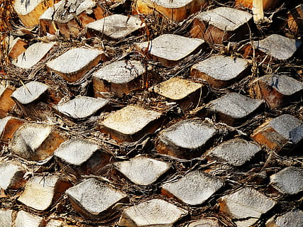 palm, palm tree root, tribe, section, plant, strains, structure, palm trunks, garden, log, palm green, close, texture, exotic, bark, nature, wood, tree, palm tree, frond, braid, full frame, backgrounds, large group of objects, no people, abundance, pattern, textured, day, close-up, wood - material, outdoors, repetition, timber, stack, deforestation, arrangement, high angle view, 4K, CC0, public domain, royalty free
