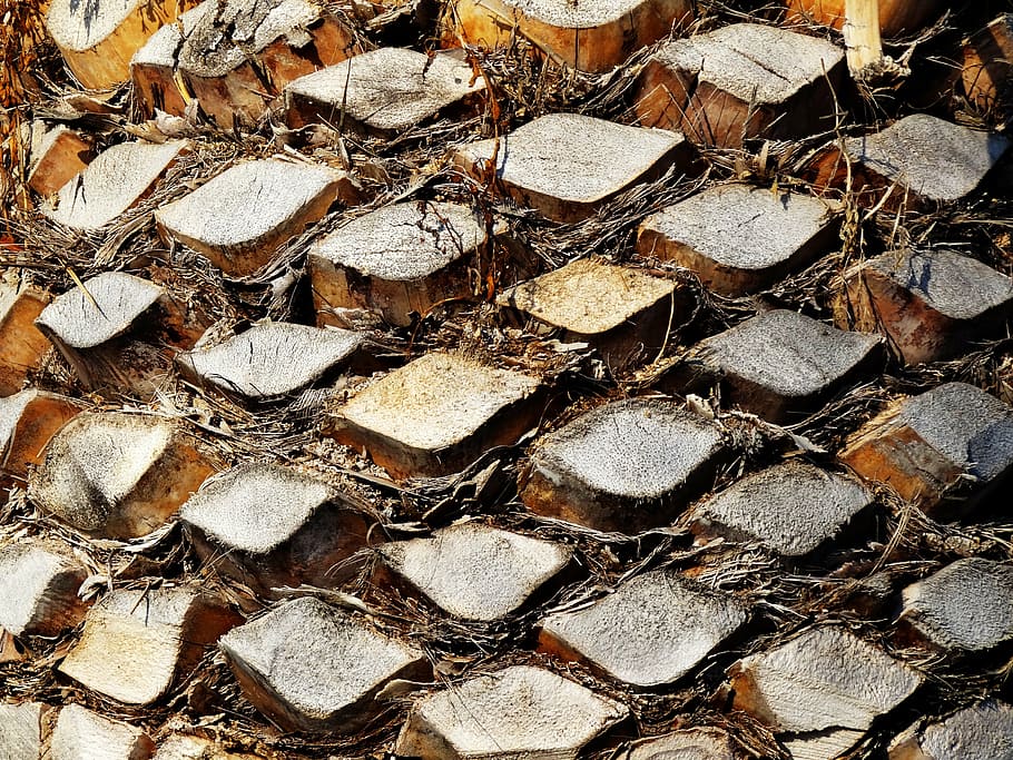 palmell, arrel de palmera, tribu, secció, planta, soques, estructura, troncs de palma, jardí, registre, verd de palma, tancar, textura, exòtic, escorça, naturalesa, fusta, arbre, Palmera, fronda, trena, marc complet, fons, gran grup d'objectes, cap gent, abundància, patró, dia, primer pla, material de fusta, a l'aire lliure, repetició, pila, desforestació, arranjament, vista d’angle alt, 4K