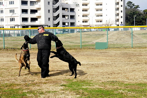 hunde, uddannelse, angribe, mand, træner, uden for, hund, dyr, kæledyr, udendørs, sport, hest, indenlandske, husdyr, pattedyr, rigtige mennesker, bygning udvendig, en person, hvirveldyr, arkitektur, fuld længde, et dyr, herrer, bygget struktur, livsstil, kæledyr ejer, 4K, CC0, offentligt domæne, royaltyfrie