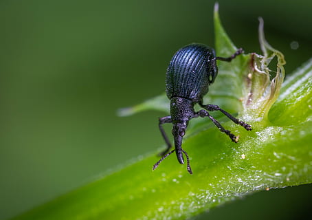 scarafaggio, insetto, macro, coleotteri, tonchio, invertebrato, un animale, fauna selvatica, animali allo stato selvatico, temi animali, colore verde, animale, parte vegetale, avvicinamento, foglia, nessuno, pianta, natura, giorno, messa a fuoco selettiva, zoologia, artropodo, parte del corpo animale, all'aperto, 4K, CC0, dominio pubblico, privo di copyright