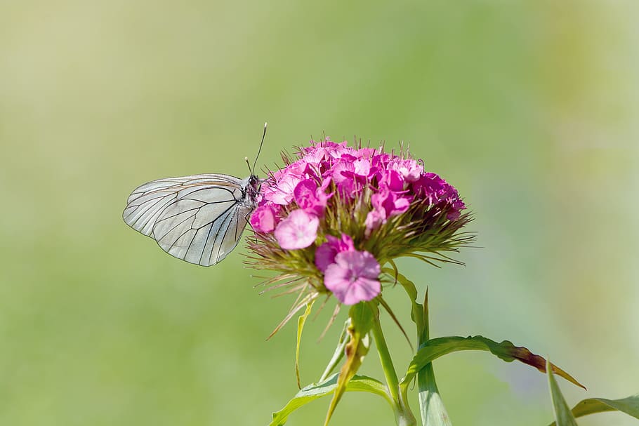 grigio, farfalla appollaiata, viola, fiore di petalo, fioritura, fiorire, farfalla, flora, fiori, insetto, macro, natura, impollinazione, temi animali, animale, invertebrato, fauna selvatica, fiore, bellezza nella natura, pianta, pianta fiorita, ala animale, un animale, animali allo stato selvatico, avvicinamento, concentrarsi sulle conoscenze acquisite, fragilità, petalo, vulnerabilità, freschezza, colore rosa, nessuno, farfalla - insetto, testa di fiore, all'aperto, 2K