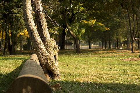 arbre, caigut, bosc, paisatge, naturalesa, tardor, verd, parc, fulles, temporada, temps, caure, octubre, dia, herba, setembre, de novembre, tronc, a l'aire lliure, natural, fusta, medi ambient, salvatge, planta, tronc de l'arbre, terra, parc - l'home va fer espai, creixement, llum solar, camp, bellesa a la natura, color verd, tranquil·litat, ombra, cap gent, material de fusta, 4K, CC0, domini públic, lliure de regalies