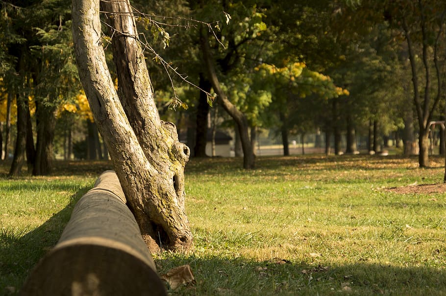 arbre, caigut, bosc, paisatge, naturalesa, tardor, verd, parc, fulles, temporada, temps, caure, octubre, dia, herba, setembre, de novembre, tronc, a l'aire lliure, natural, fusta, medi ambient, salvatge, planta, tronc de l'arbre, terra, parc - l'home va fer espai, creixement, llum solar, camp, bellesa a la natura, color verd, tranquil·litat, ombra, cap gent, material de fusta, 4K