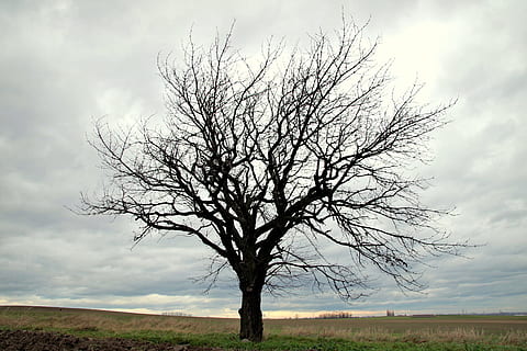 träd, fält, lone tree, grenar, konary, tömma, bladlösa, höst, opole, polen, Europa, äng, moln, by, se, landskap, ensamhet, himmel, moln - himmel, nakna träd, växt, skönhet i naturen, gren, miljö, natur, landa, lugn, scenics - natur, horisont, icke-urbana scenen, inget folk, utomhus, horisont över land, dag, isolerat, 5K, CC0, offentligt domän, royaltyfria