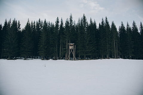 kold, Skov, sne, træer, vinter, kold temperatur, træ, plante, scenics - natur, jord, skønhed i naturen, natur, rolig scene, ingen mennesker, ro, nåletræ, fyrretræ, miljø, himmel, hvid farve, landskab, fyrreskov, 5K, CC0, offentligt domæne, royaltyfrie