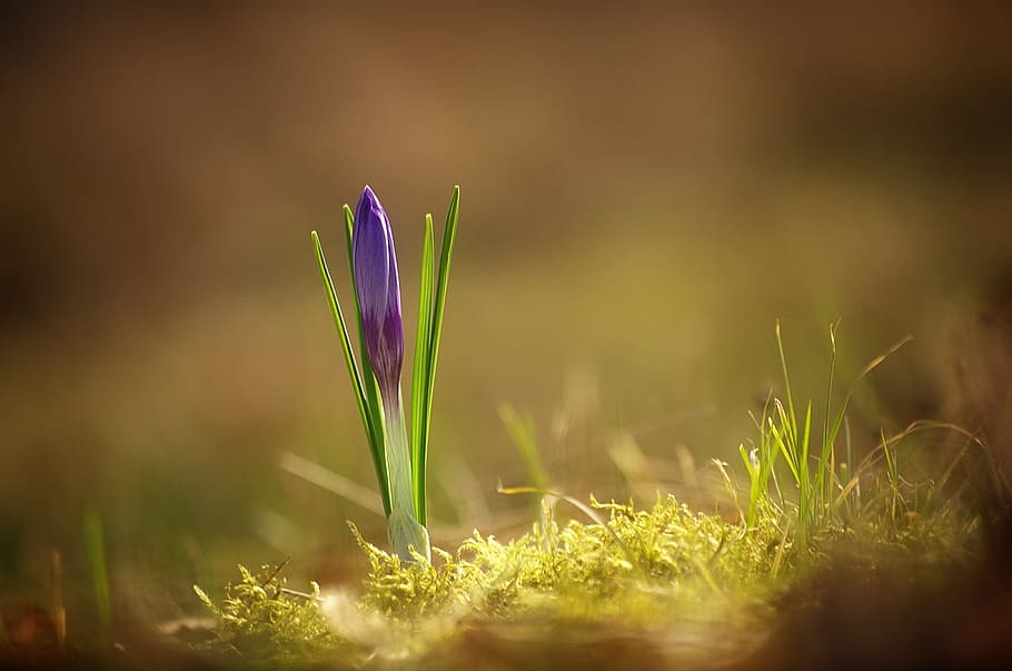 selektiv, fokus fotografering, lilla, krokusblomst, krokus, vår, tidlig blomstrer, vårblomst, natur, blomstre, blomst, harbinger av våren, Lukk, fargerik, hage, frühlingsanfang, blomster, anlegg, blomstrende plante, skjønnhet i naturen, gress, friskhet, vekst, selektiv fokusering, skjørhet, nærbilde, sårbarhet, grønn farge, våren, iris, ingen folk, land, begynnelse, sollys, utendørs, blomsterhodet, 1080P