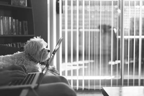 gråtonebillede, puddelhund, top, seng, ved siden af, bærbar, over, ret, macbook, maskinskrivning, arbejder, forretning, hund, hundehvalp, nuttet, sort og hvid, indenlandske, kæledyr, hunde, husdyr, et dyr, pattedyr, vindue, sidder, hvirveldyr, indendørs, dag, lempelse, en person, livsstil, selektiv fokusering, hjem interiør, kæledyr ejer, frisure, 1080P, CC0, offentligt domæne, royaltyfrie