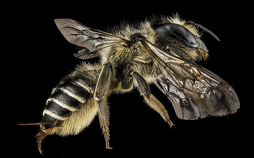 สีดำ, สีน้ำตาล, บิน, เครื่องตัดใบผึ้ง, แมโคร, pollinator, แมลง, ปีก, ใกล้ชิด, ธรรมชาติ, เรณู, ต่อย, ขี่ม้า, การสำรวจทางธรณีวิทยาของคุณ, ธีมสัตว์, สัตว์ที่ไม่มีกระดูกสันหลัง, สัตว์หนึ่งตัว, สัตว์, สัตว์ป่า, สัตว์ในป่า, สตูดิโอยิง, พื้นหลังสีดำ, ไม่มีคน, arthropod, ปีกสัตว์, ส่วนของร่างกายสัตว์, ในบ้าน, ปลูก, ดอกไม้, สัตววิทยา, หัวดอกไม้, ตาสัตว์, 1080P, CC0, โดเมนสาธารณะ, ค่าลิขสิทธิ์ฟรี