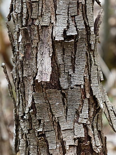 escorça d'arbre, sec, escates, arbre, escorça, tronc de l'arbre, material de fusta, textura, primer pla, centrar-se en primer pla, tronc, planta, escorça de la planta, cap gent, dia, aspre, naturalesa, a l'aire lliure, patró, fons, resistent, patró natural, enfocament selectiu, 4K, CC0, domini públic, lliure de regalies