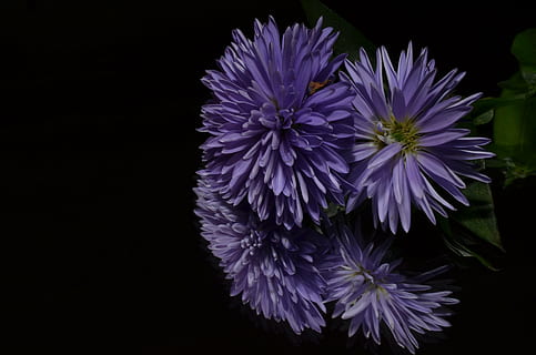 astro, fiore, viola, pianta fiorita, petalo, fragilità, vulnerabilità, freschezza, bellezza nella natura, testa di fiore, pianta, infiorescenza, avvicinamento, girato in studio, crescita, sfondo nero, natura, nessuno, in casa, copia spazio, 4K, CC0, dominio pubblico, privo di copyright