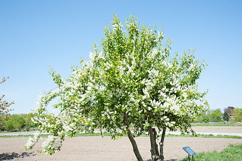 Baum, Apfelbaum, Apfel, Obst, Domain dahlem, Berlin, Feld, Natur, kernobst gewächs, Pflanze, klarer Himmel, Himmel, Wachstum, Tag, Blau, sonnig, Sonnenlicht, grüne Farbe, draußen, kopieren sie platz, Schönheit in der Natur, keine Leute, Land, Essen und Trinken, Lebensmittel, Obstbaum, Frische, 4K, CC0, gemeinfrei, lizenzfrei