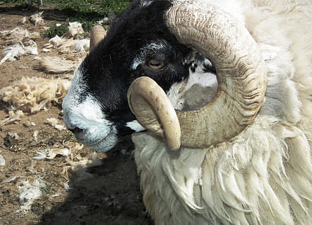 superficial, focalizare fotografie, Berbec, capră, oaie, lână, cap de berbec, animal, portret, oaie, lână, cap, portret de animale, corn, coarne, un animal, partea corpului animalului, animale tematice, animale sălbatice, cap de animal, animale în sălbăticie, animale vertebrate, mamifer, șeptel, animale domestice, nici o persoana, intern, zi, animale de companie, a închide, natură, camp, cu coarne, în aer liber, vedere în unghi mare, erbivor, 2K, CC0, domeniu public, fără drepturi de autor