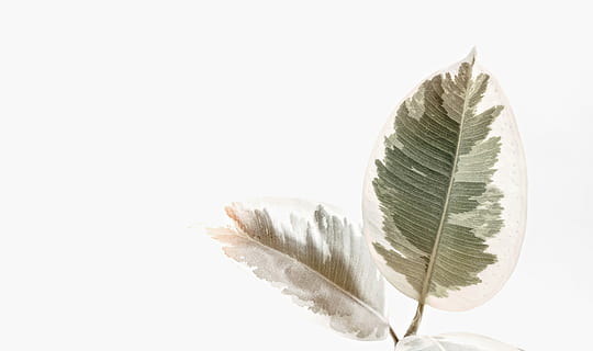 zwei, grün und weiß, bunt gemischt, Blätter, Grün, gemälde, Blatt, Weiß, Licht, minimal, Stengel, Natur, hell, botanisch, Pflanze, verblasste, negativer Raum, kopieren sie platz, hoher Schlüssel, Lichtleck, Hintergrund, weißer Hintergrund, camo, Gummibaum, Studioaufnahme, Pflanzenteil, keine Leute, Nahansicht, ausgeschnitten, drinnen, Feder, einzelnes Objekt, Einfachheit, grüne Farbe, Stillleben, Weichheit, weiße Farbe, Gruppe von Objekten, Reinheit, 8K, CC0, gemeinfrei, lizenzfrei