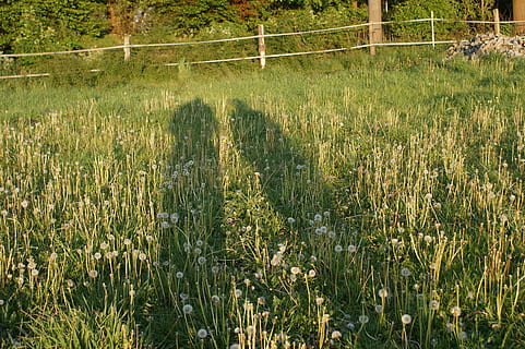 skygge, lys, omrids, par, skyggespil, eng, plante, vækst, Mark, jord, græs, grøn farve, skønhed i naturen, natur, ro, dag, ingen mennesker, rolig scene, scenics - natur, landskab, træ, sollys, udendørs, landbrug, hegn, barriere, 4K, CC0, offentligt domæne, royaltyfrie