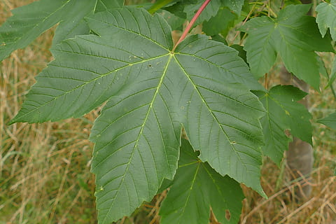 maple de munte, închide, frunze, peisaj, natură, desigur, Culoarea verde, creştere, plantă, nici o persoana, parte a plantelor, a închide, zi, frumusețe în natură, vena frunzelor, în aer liber, selectiv, prospeţime, să se concentreze asupra primelor elemente, modelul natural, mancare si bautura, cadru complet, vulnerabilitate, 5K, CC0, domeniu public, fără drepturi de autor
