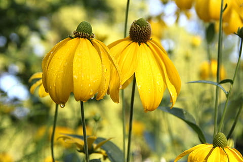 sole, birre, helenium, fiore, il sole prepara, estate, fiorire, fioritura, giallo, petalo, natura, freschezza, pianta, bellezza nella natura, pianta fiorita, crescita, fragilità, vulnerabilità, avvicinamento, testa di fiore, concentrarsi sulle conoscenze acquisite, infiorescenza, stelo vegetale, nessuno, giorno, all'aperto, coneflower, polline, 2K, CC0, dominio pubblico, privo di copyright