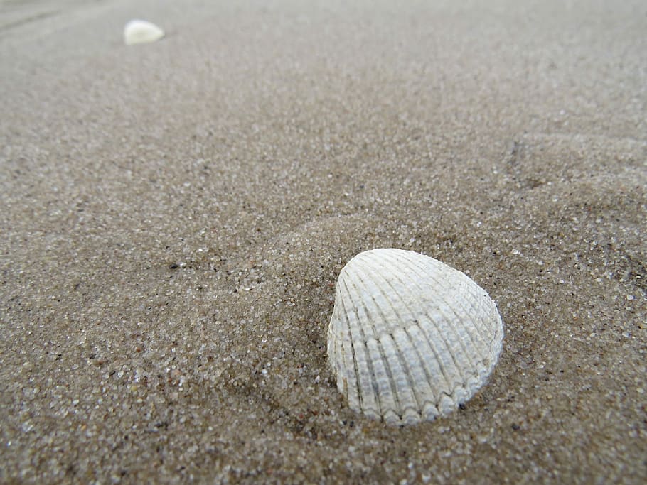 arena, cáscara, playa de mar, concha, mar, playa, extracto de la playa, mar Báltico, playa de arena, naturaleza, día, al aire libre, nadie, tierra, de cerca, caparazón de animal, fauna animal, modelo, vista de alto ángulo, texturizado, agua, tranquilidad, animal, rock, Guijarro, nivel de la superficie, 4K