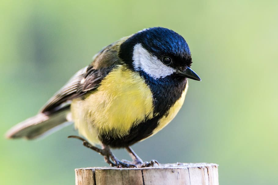 tret macro, groc, negre, ocell, av, chickadee, animals, fauna, naturalesa, animal, ales, descarat, descarada, verd, aterrat, tit, vida salvatge, bec, gran tit, observació d'aus, ocell passeriforme, a l'aire lliure, temes d'animals, vertebrats, fauna animal, un animal, animals a la natura, posat, cap gent, centrar-se en primer pla, primer pla, longitud completa, dia, material de fusta, part del cos dels animals, color negre, vista del perfil, 5K