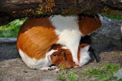 conejillo de indias, mascota, nager, temas de animales, animal, mamífero, vertebrado, grupo de animales, dos animales, nadie, naturaleza, día, mascotas, tierra, campo, planta, fauna animal, animales domesticos, nacional, roedor, gato, felino, al aire libre, 4K, CC0, dominio público, libre de derechos