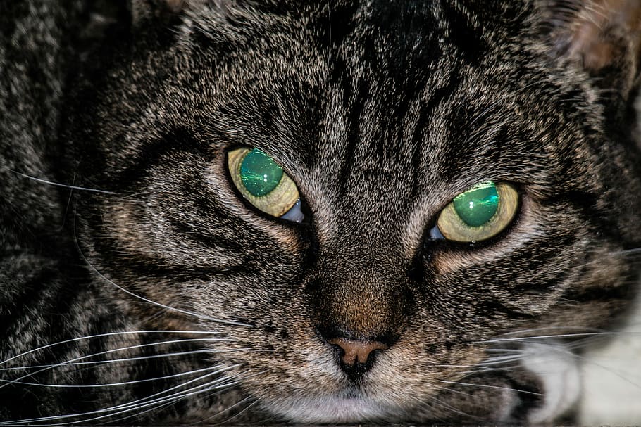 kat, øjne, opal, blitz, udsigt, effekt, lys, lyseffekt, glimte, stråler, ansigt, indenlandske kat, kæledyr, adidas, kat ansigt, kattens øjne, hoved, Mieze, portræt, adelig, ekspression, perle, kigger på kameraet, husdyr, feline, dyre temaer, dyr, pattedyr, indenlandske, tæt på, et dyr, bakkenbart, hvirveldyr, dyr kropsdel, øje, indendørs, dyr hoved, dyr øje, ingen mennesker, tabby, snude, 4K