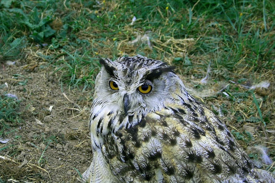 mussol, ocell, saviesa, temes d'animals, animal, un animal, rapinyaire, animals a la natura, fauna animal, vertebrats, retrat, mirant la càmera, dia, naturalesa, cap gent, terra, camp, centrar-se en primer pla, herba, primer pla, a l'aire lliure, ulls grocs, ull d’animals, falcó - ocell, 2K