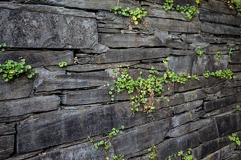 grønn, leafed, anlegg, stein, vegg, struktur, tekstur, bakgrunn, mønster, murverk, steinvegg, gammel, steinstein, strukturer, full ramme, ingen folk, strukturert, fast, dag, nærbilde, ujevn, grønn farge, bygget struktur, utendørs, veggbyggingsfunksjon, arkitektur, natur, forvitret, 5K, CC0, offentlig domene, opphavsrett gratis