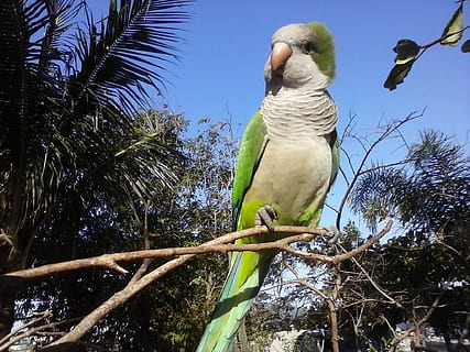 Bird, Tree, Parrots, sky, one animal, animals in the wild, animal wildlife, animal themes, palm tree, vertebrate, plant, animal, low angle view, nature, perching, branch, parrot, no people, day, tropical climate, leaf, outdoors, palm leaf, coconut palm tree, 1080P, CC0, public domain, royalty free
