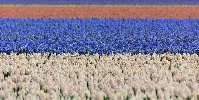 Hyacinth, felt, Enger, blå, hvit, bakgrunn, bakgrunns, blomst, blomster, hyasinter, nederland, holland, hage, fargerik, striper, anlegg, blomstrende plante, skjønnhet i naturen, vekst, selektiv fokusering, land, ingen folk, dag, natur, friskhet, full ramme, landskap, jordbruk, lilla, utendørs, rolig scene, blomsterseng, 4K, CC0, offentlig domene, opphavsrett gratis