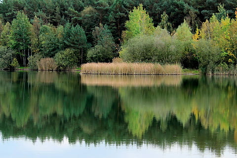 arbres, llac, canya, aigua, reflexió, duplicació, paisatge fluvial, paisatge, arbre, naturalesa, cap gent, planta, bellesa a la natura, tranquil·litat, escenics - natura, escena tranquil·la, color verd, creixement, davant del mar, bosc, dia, terra, escena no urbana, a l'aire lliure, llac de reflexió, bosc de pi, arbre de coníferes, 2K, CC0, domini públic, lliure de regalies